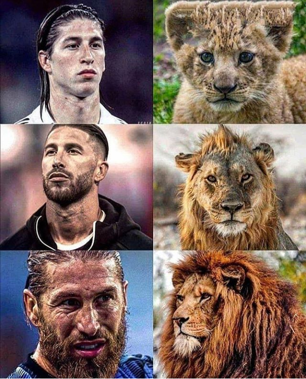 一张图看完拉莫斯成长史,三头狮子比喻太贴切了!