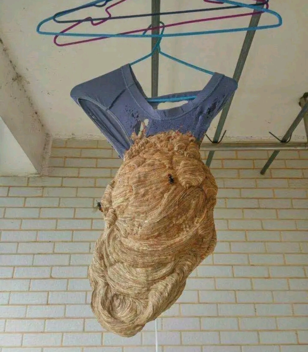 这哥们阳台上晾的内裤已经变成了蜂巢……随着陆续开学,你们的宿舍是